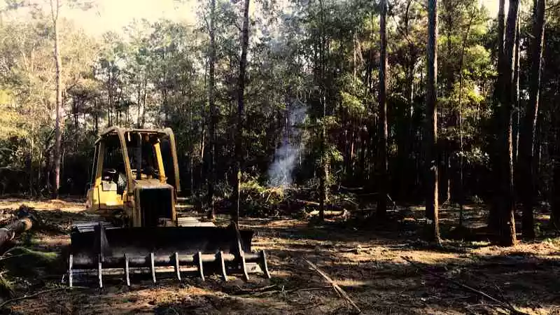 Clearing forest land with bulldozer
